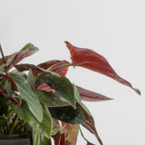 A 6.6in Syngonium Red Arrow plant closeup shot. The backdrop is white, and the plant has beautiful green and red pointed foliage.