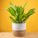 A Dracaena Golden Heart plant sits on a light wooden table with a yellow backdrop. The container is a two-tone weave basket. The foliage is long pointed green leaves with yellow stripes.