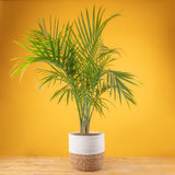 a large majesty palm in a modern fluted white pot in a wooden plant stand, plant is set against a bright yellow background