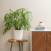 large monstera deliciosa plant in fluted white pot sitting on a rustic wooden table, next to a wooden cabinet in someones home