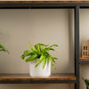 hurricane fern plant in white pot sitting on wood and iron shelf in someones home 