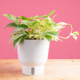 A 6in Epipremnum Pinnatum Marble in white self-watering decor container. The plant sits on a light wooden table with a bright pink backdrop. The leaves are green with many splashes of white, giving a marble-like effect.