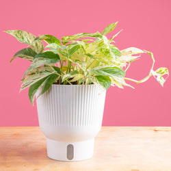 An Albo Pothos plant in a 6in diameter white self-watering container sits on a light wooden table with a bright pink backdrop. The leaves are pointed and vine downwards with green and white variegated foliage.