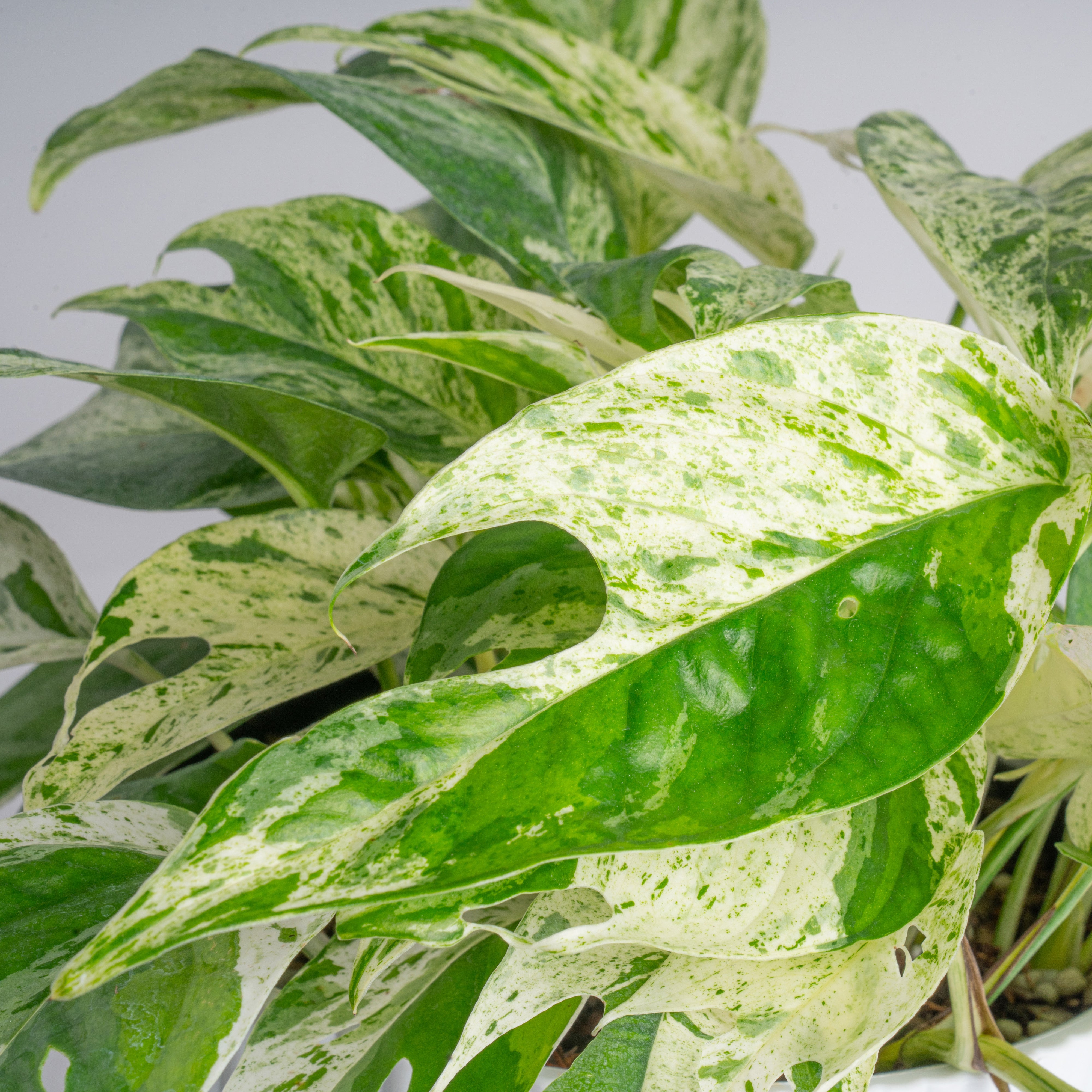 is epipremnum pinnatum a pothos Epipremnum pinnatum Marble