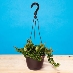 An Albo Syngonium plant sits on a light wooden table. The plant is in a black grower's hanging basket and boasts beautiful green foliage with splashes of white variegation.