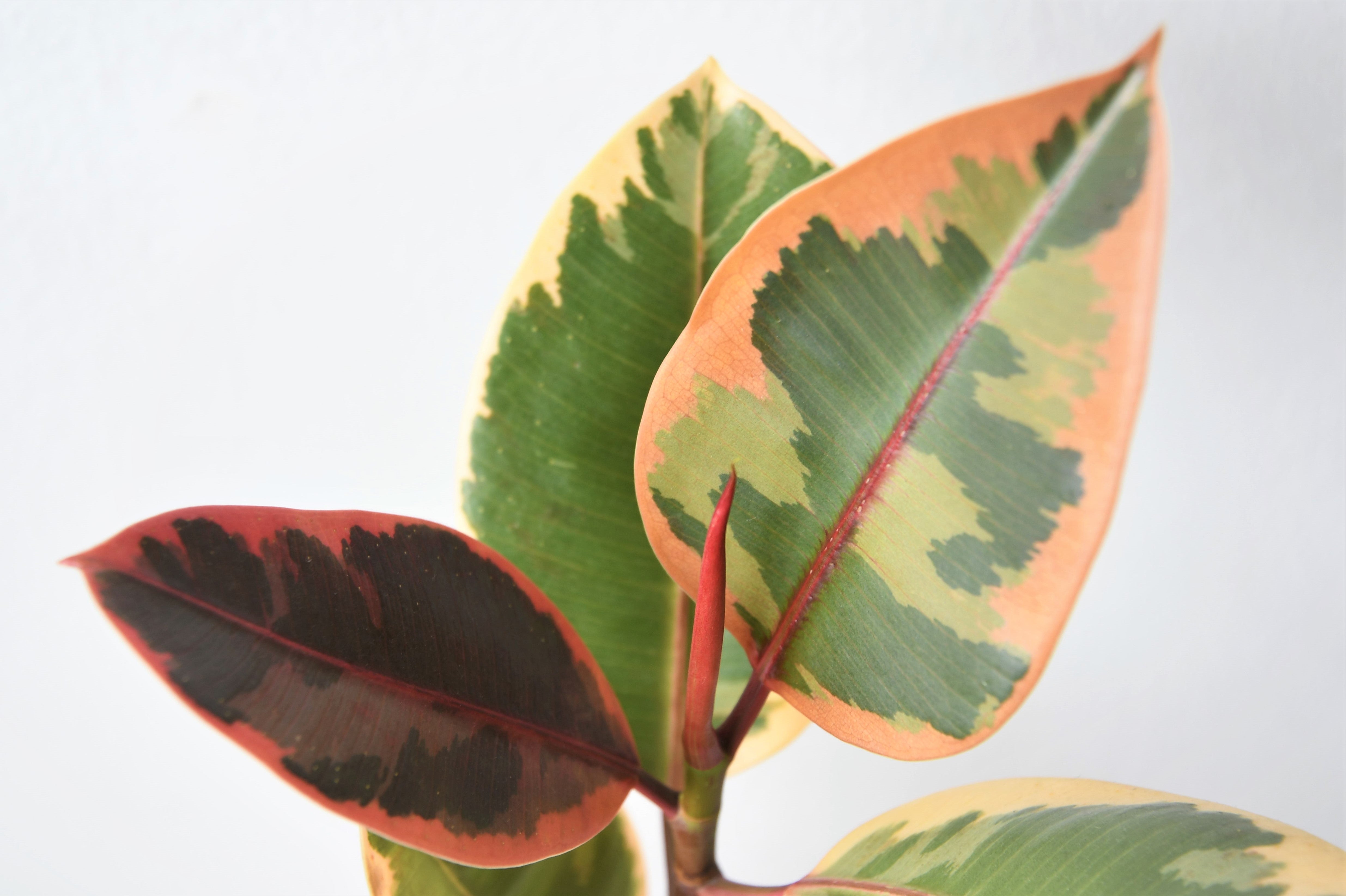 rubber tree tineke vs ruby Ficus Ruby