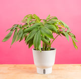 A monstera subpinatta plant sits on a light wood table with a white self-watering pot and plain pink background. The leaves of the plant are green, narrow, and long. It is a very lush and unique plant. 