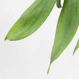 This image has a white background and a close up shot of the monstera subpinatta plant. Its'  leaves are long, narrow, and green,