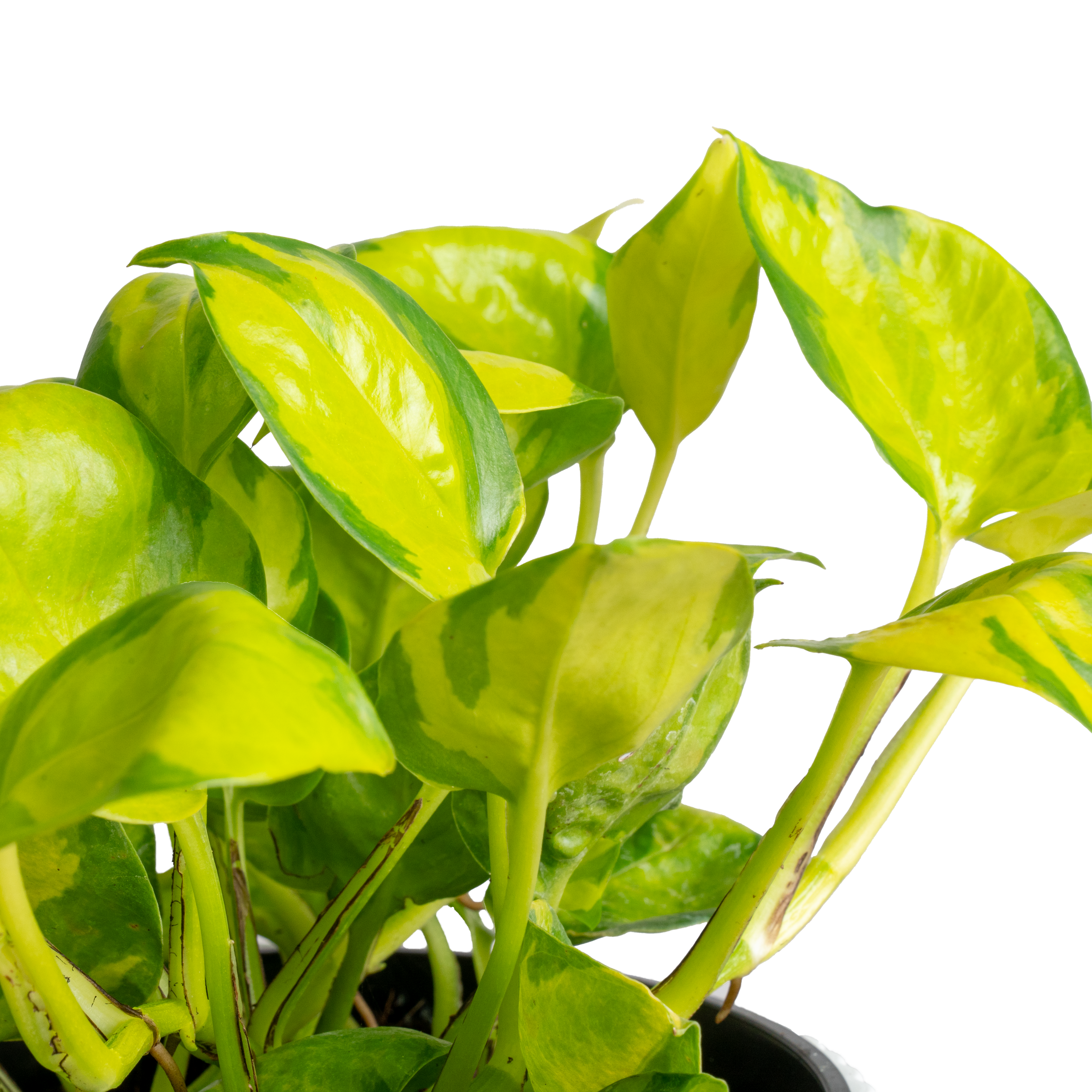 pothos n joy yellow leaves Pothos Neon Joy