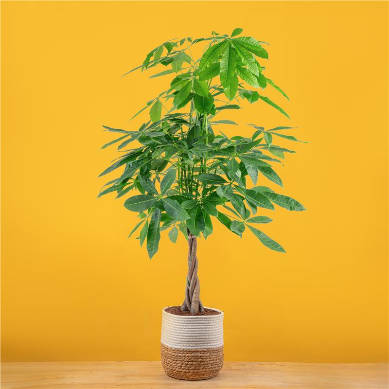 money plant yellow Money Tree