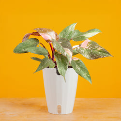 A large ZZ plant in a two tone weave basket, set against a bright yellow background.