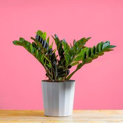 A Pink Princess plant sits on a light wooden table with a yellow backdrop. The plant has green foliage with splashes of pink variegation. It is in a white self-watering decor pot.