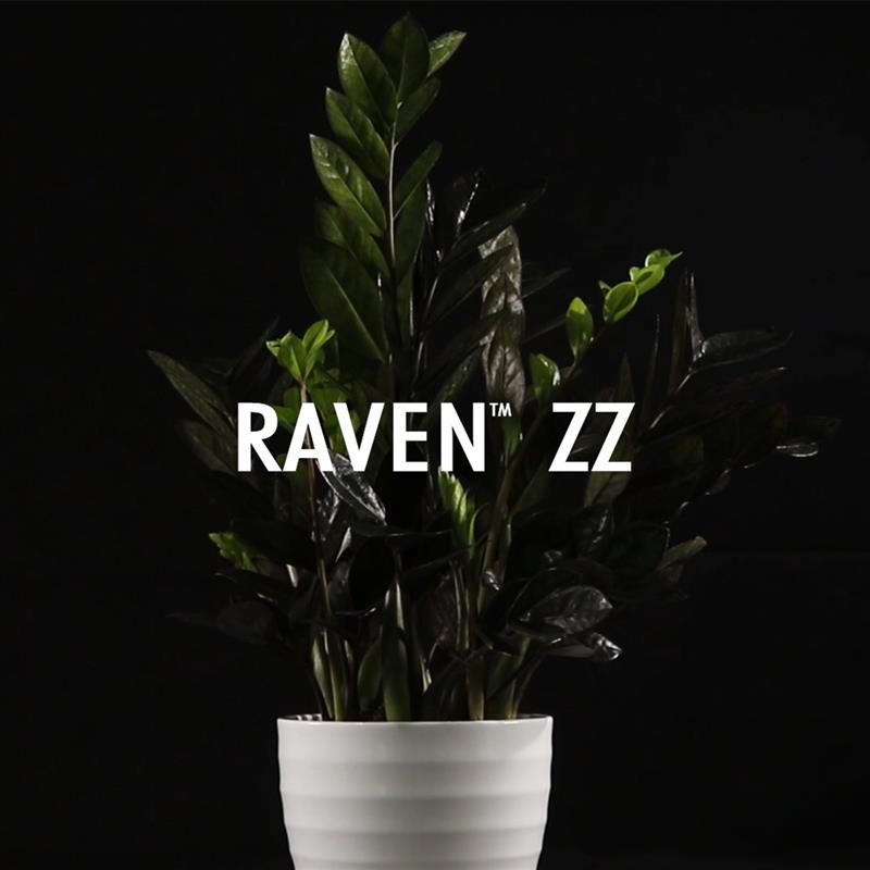 Raven_ZZ_Cap_Pre.jpg