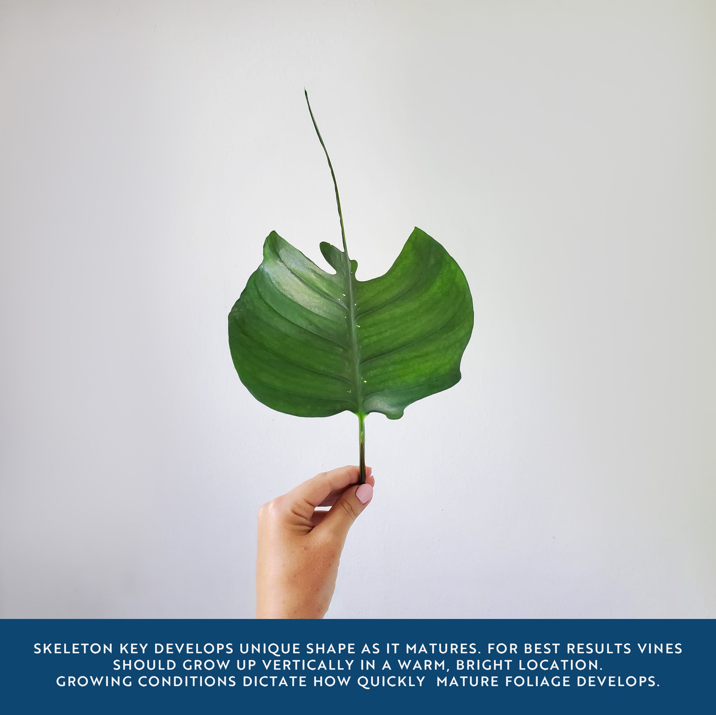 skeleton key philodendron Skeleton Key Pothos