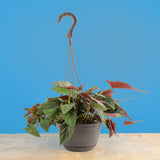 A 6.6in Syngonium Red Arrow plant in a hanging basket. The backdrop is bright blue, and the plant has beautiful green and red pointed foliage.