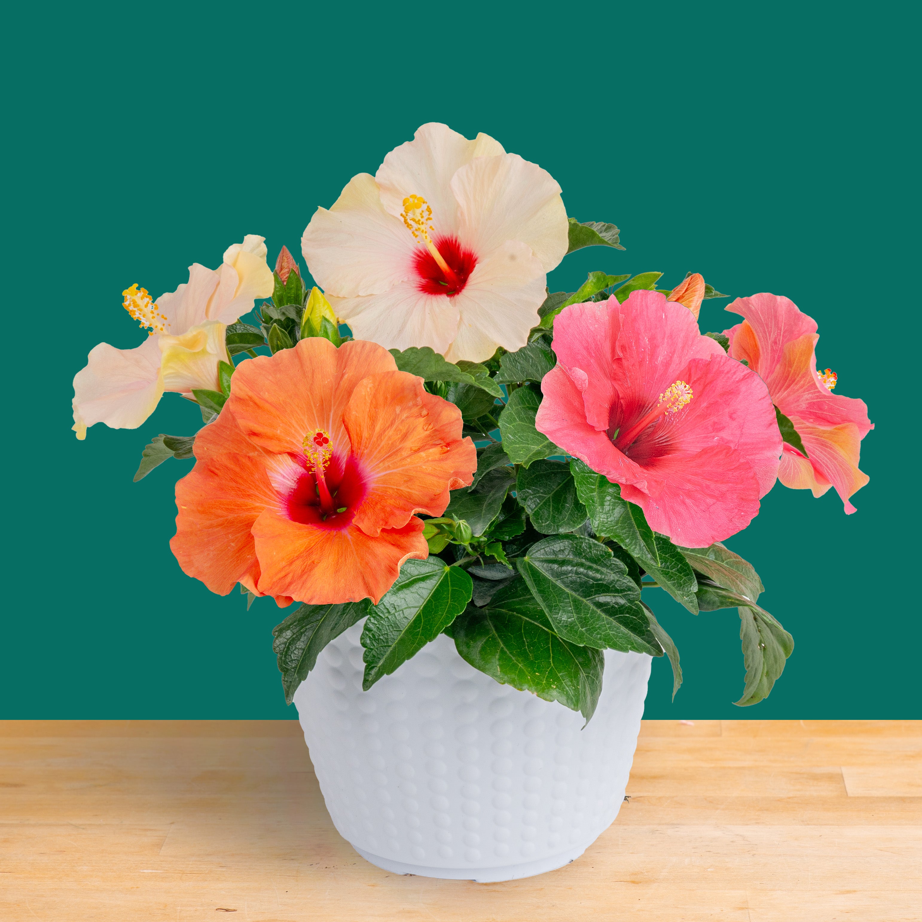 hibiscus potted plant arrangement Tropical Hibiscus Bouquet