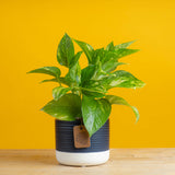 small golden pothos plant in two tone white and navy pot set against a bright yellow background