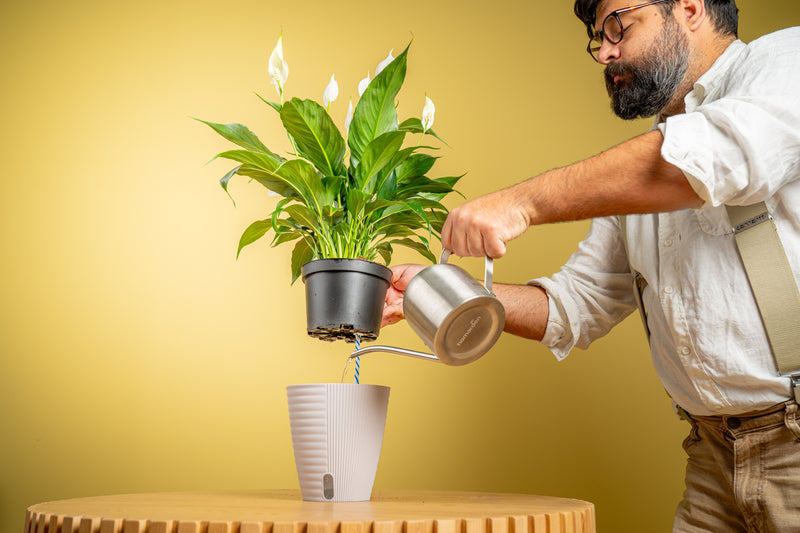 Self-Watering