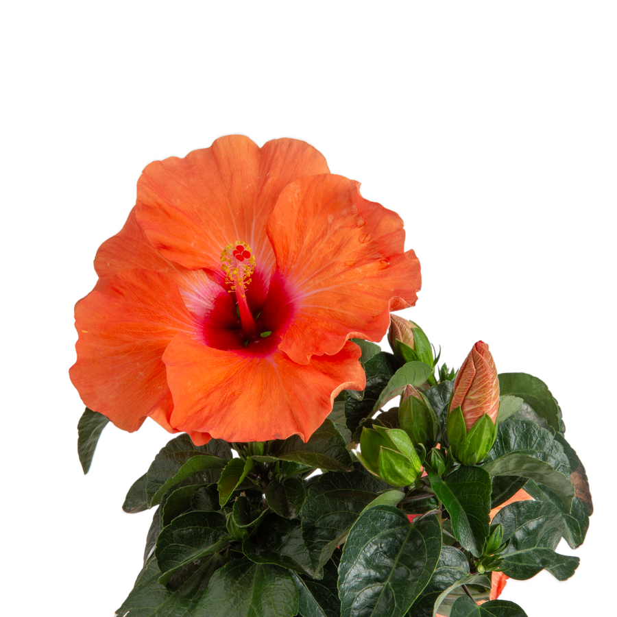 Tropical Hibiscus HibisQs® Adonicus Double Orange flowers in a detailed view, one flower is open and showcasing its brilliant orange color and another is still in bud form waiting to open 