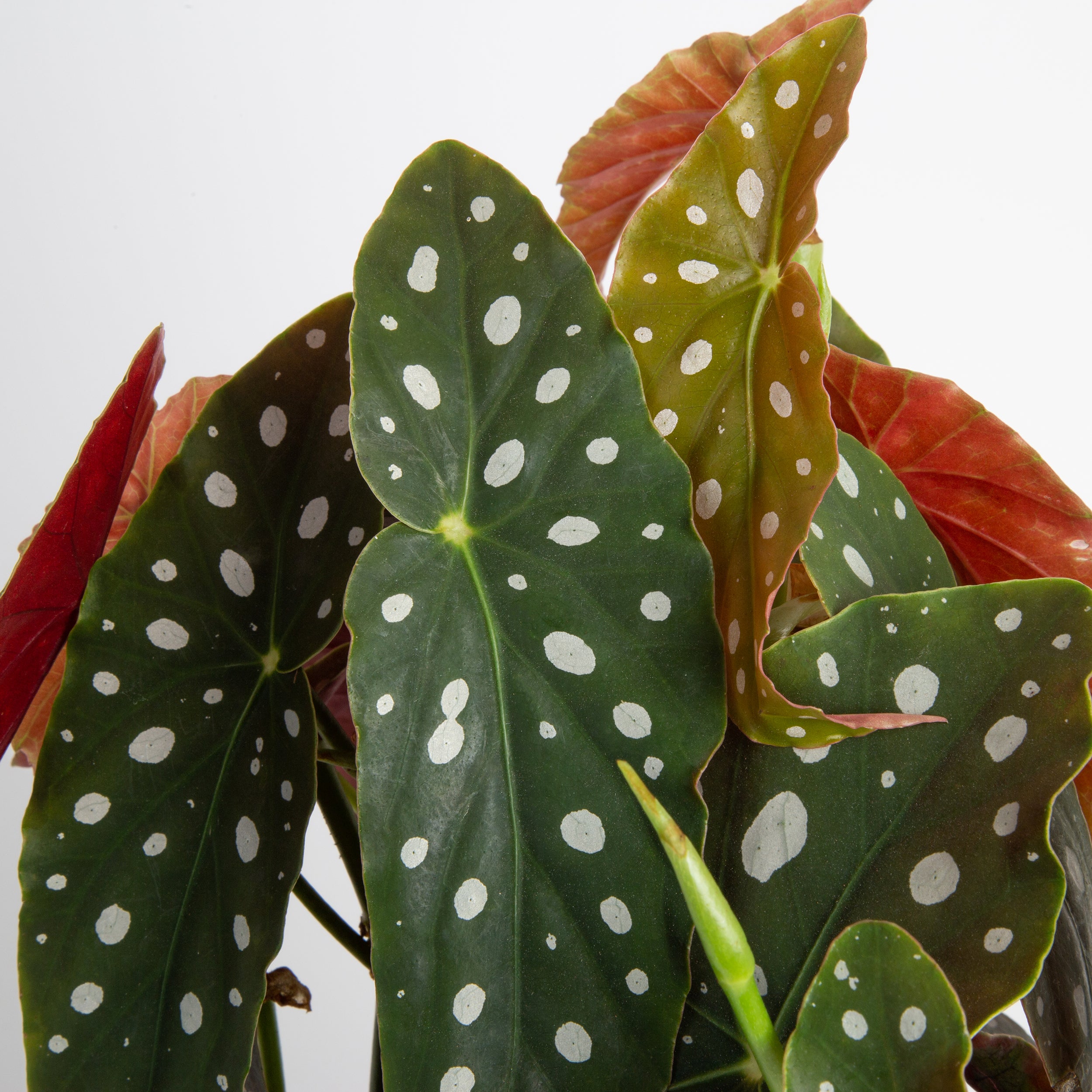 Begonia Maculata – Costa Farms