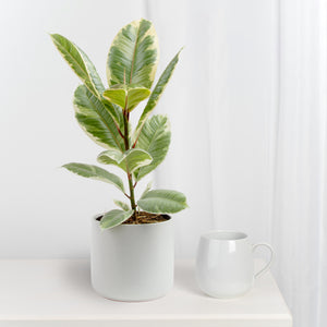 ficus tineke plant in white mid century modern pot, plant is on a table with a coffee mug next to it, there is a white curtain behind it