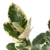 ficus tineke foliage showcasing an example of high variagation with more cream and white patches and edges on the leaves 