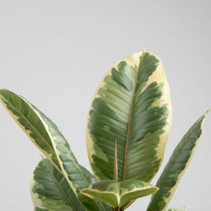 detail view of ficus tineke foliage, the variagation is creamy white, dark green and very light green