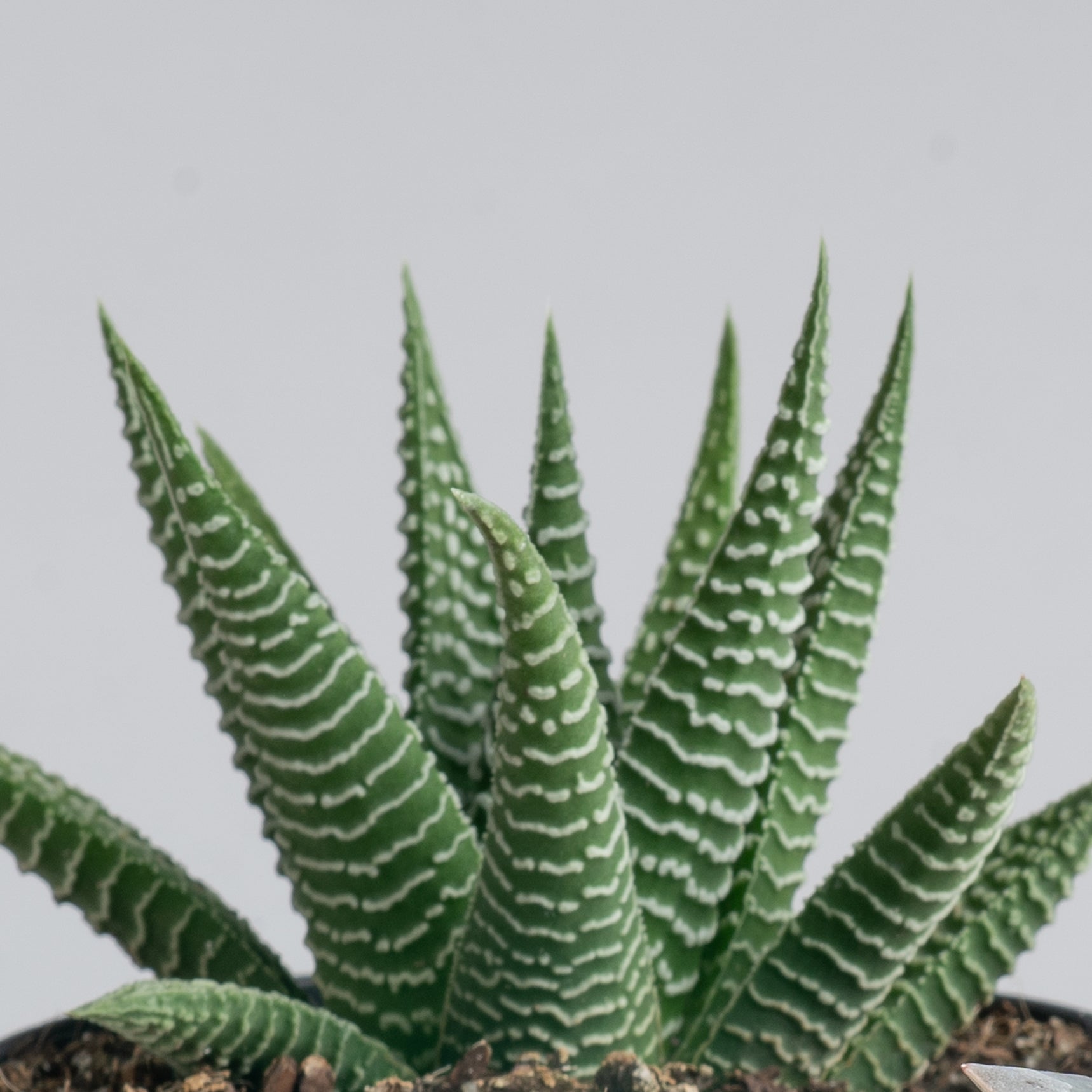 succulents haworthia Haworthia Pumila Succulent