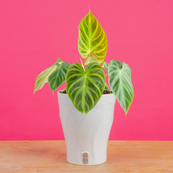 Monstera Burle Marx Flame | medium