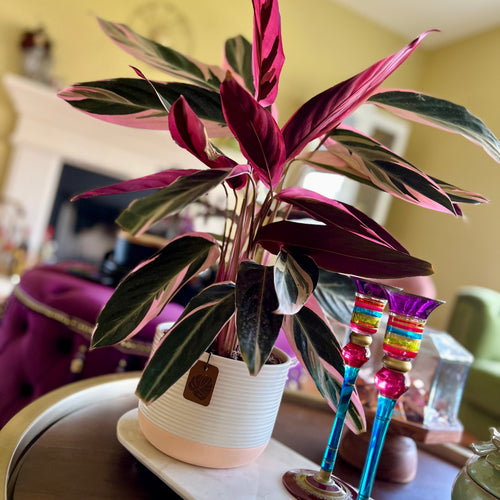 Stromanthe on dining table
