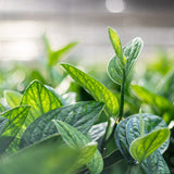green galaxy or monstera peru foliage close up to see texture