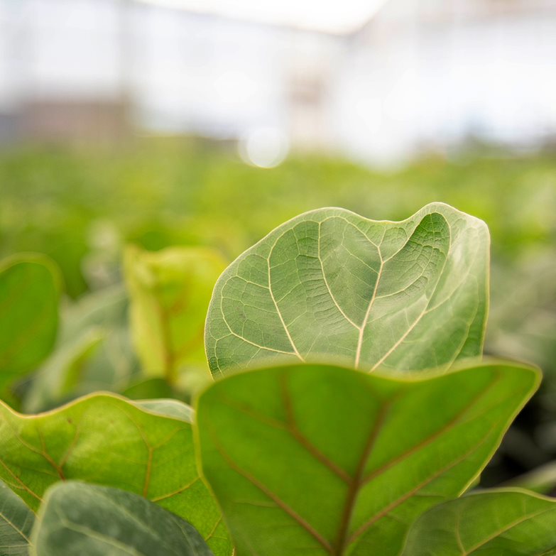 Little Fiddle Leaf Fig Medium / White
