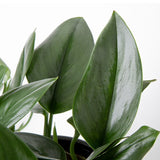 detail view of sterling silver plant foliage to showcase the silver like streaks in the leaves