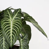 detail view of xanthosoma leaves to showcase the deep rich green and the creamy yellow/white veins of the leaves