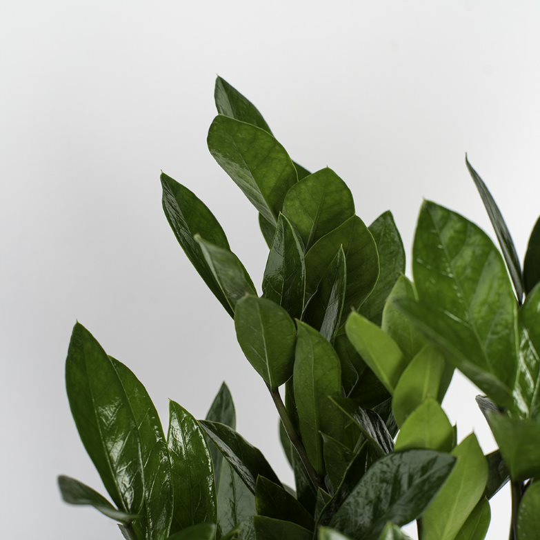 costa zz plant ZZ Plant – Costa Farms