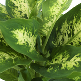 detailed close up of dieffenbachia leaves to showcase green and yellow-green coloration of leaves