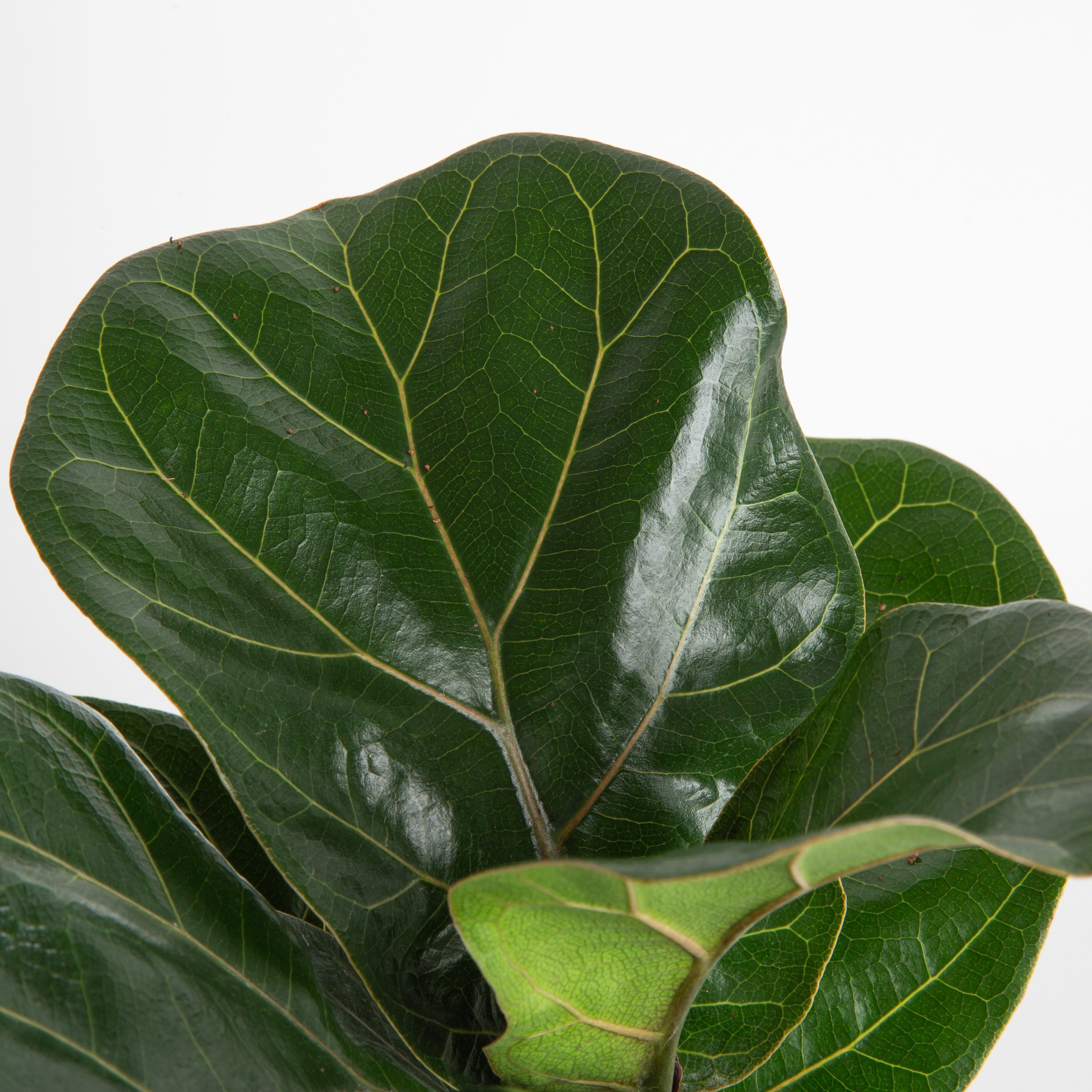costa farms ficus lyrata fiddle leaf fig tree Ficus Lyrata Bush