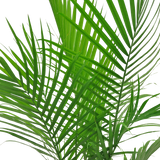 detailed view of the majesty palm fronds to showcase the bright green color and thin, strong leaves