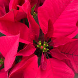 close up poinsettia foliage to showcase its vibrant red color and yellow blooms at the center