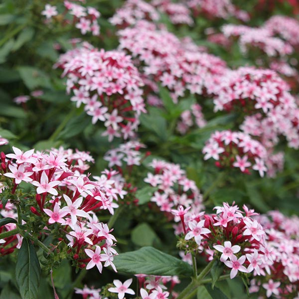 Best Plants for Full Sun in North Florida: Top Vibrant Choices