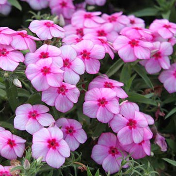 Cool New Plants for 2017 from Costa Farms