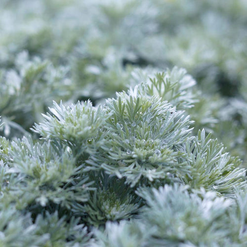 The 12 Best Silver Plants for Your Yard