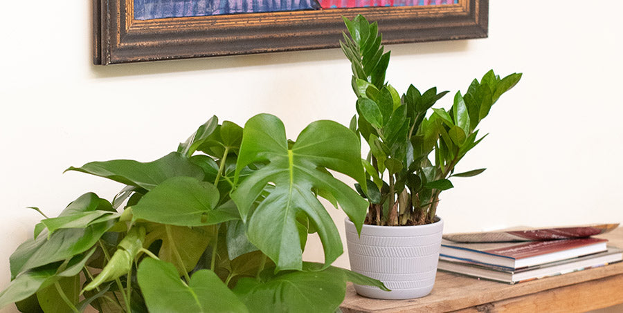 5 of the Best Houseplants for Beginners