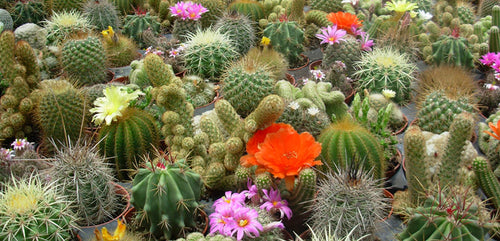 Photograph of a huge variety of cacti together.