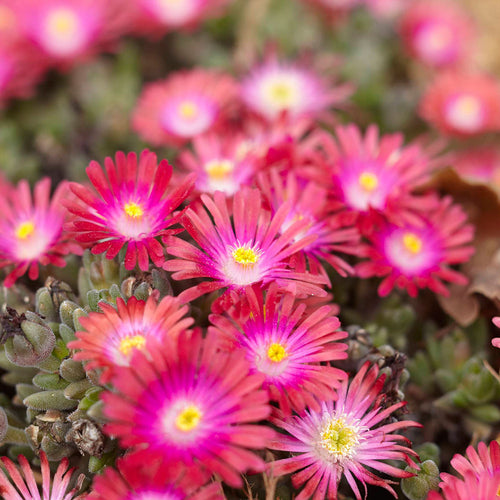 Reblooming Perennials for Months of Color