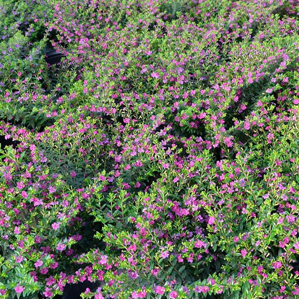 Floriglory Diana Mexican Heather