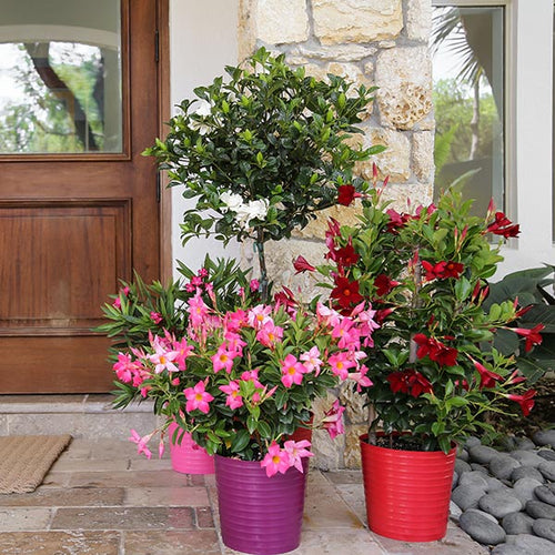 Beautify Your Favorite Spaces with Beautiful Tropical Plants