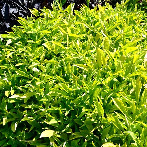 SolarPower Lime Sweet Potato Vine