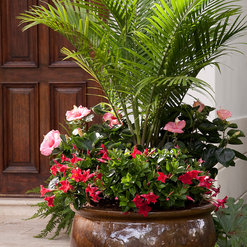 Elegant Palms for Every Setting