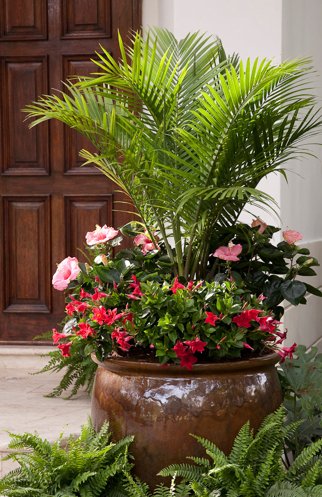 Elegant Palms for Every Setting